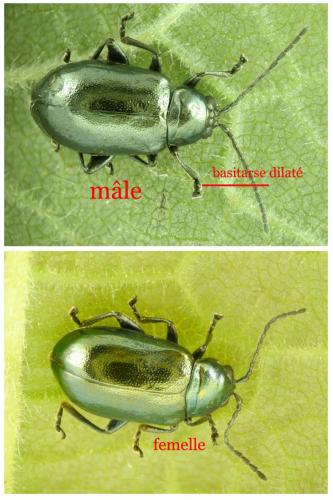Altica brevicollis